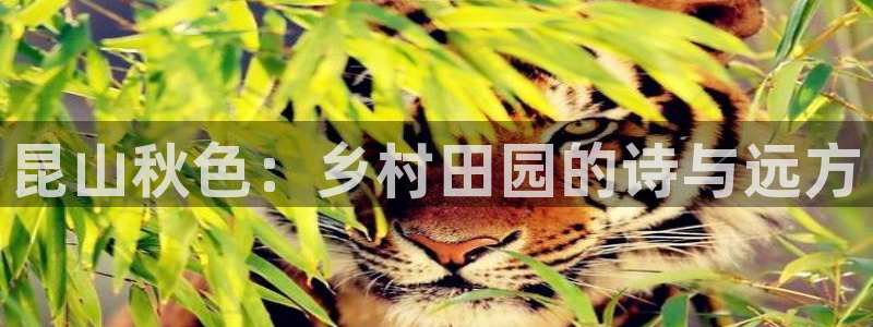 南充天辰娱乐