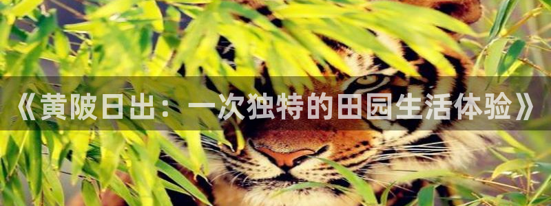 天辰娱乐内部